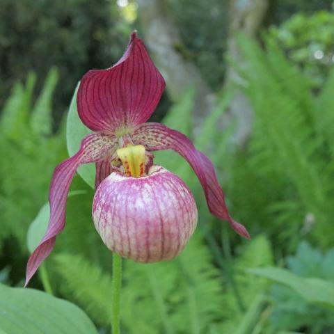 Cypripedium Johnny Peterson, burgundy petals, light maroon pouch