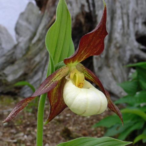 Cypripedium Karl Heinz, burgundy petals, light yellow pouch