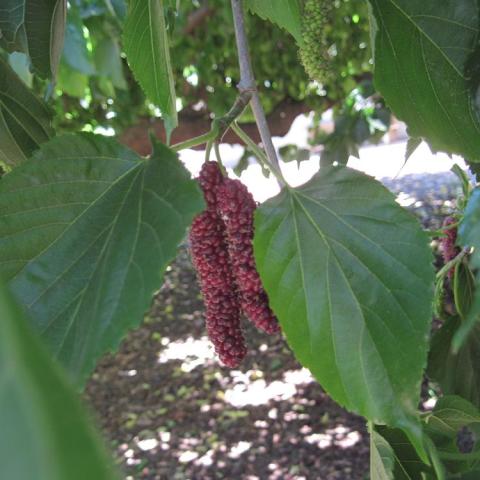 Morus macroura, long mulberry fruits and green leaves
