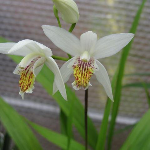 Bletilla alba, white orchid-like flowers