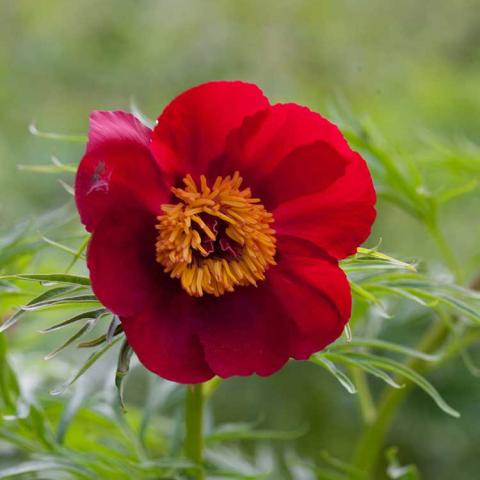 Paeonia tenuifolia, single dark red cupped flower with dark gold center