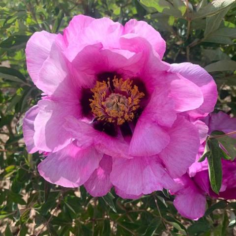 Paeonia rockii Hui He, huge pink fuchsia flower with gold at center