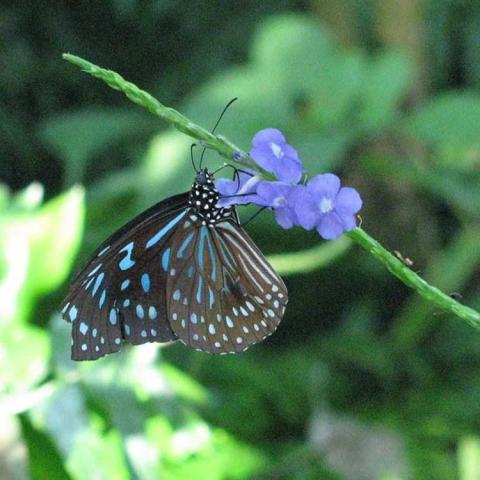 Blue porterweed, periwinkle flat-faced flowers on sides of upright spike