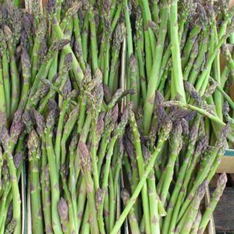 Asparagus UC 72, green narrow spears with darker tips