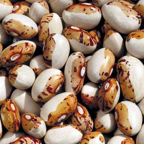 Phaseolus Hidatsa Shield Bean, white beans with brown speckled halves