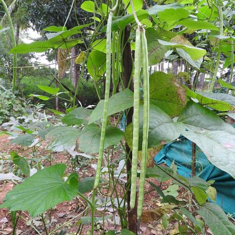 Vigna unguiculata, very long green beans dangling on a green plant