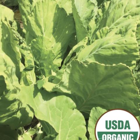 Collards Yellow Cabbage, green leafy vegetable