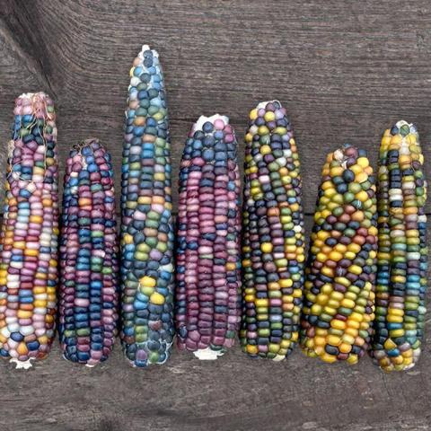 Zea Glass Gem, corn ears with kernels in every color