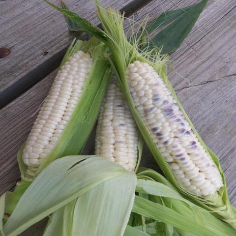 Zea Hjerleid Blue, almost white corn with blue blushes