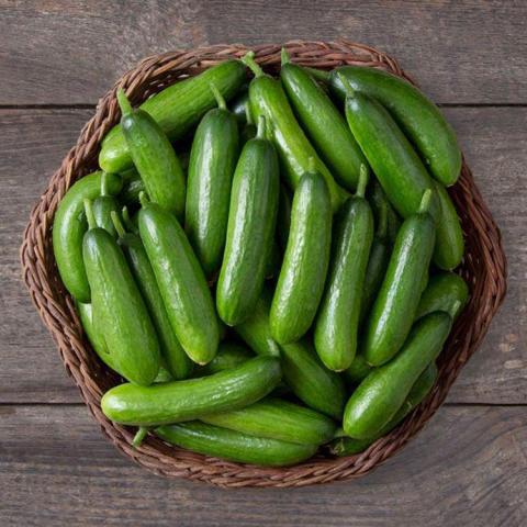 Cucumis Mini-Me, miniature green cucumbers