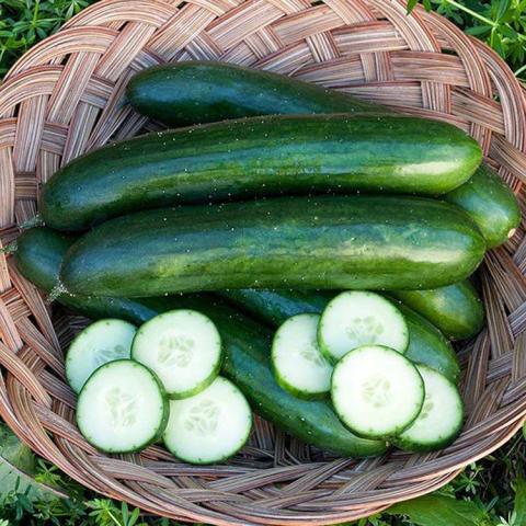 Cucumis Green Finger, classic green cucumber showing slices
