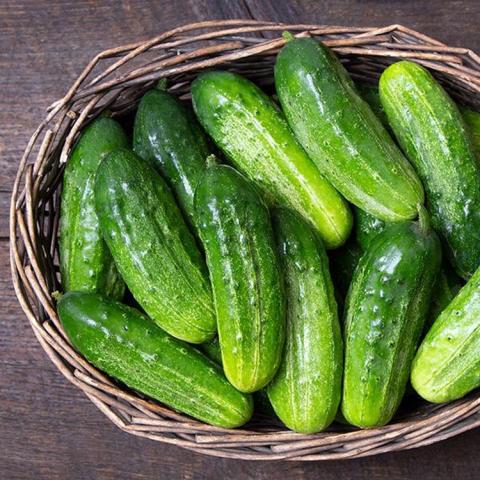 Cucumis National Pickling, green pickle-like cucumbers