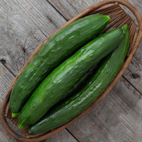 Cucumis Shintokiwa, very long narrow green cucumbers