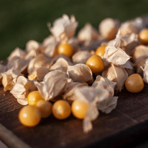 Physalis Cossack Pineapple, yellow round fruits in tan husks