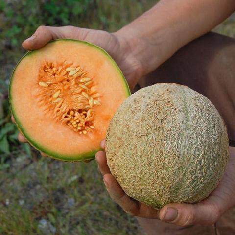 Cucumis PRM Delicious 51, classic cantaloupe, orange inside, netted outside