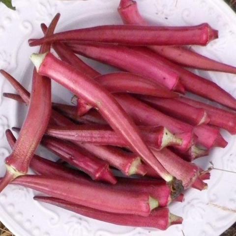 Abelmoschus Okinawa Pink, long dark pink okra pods