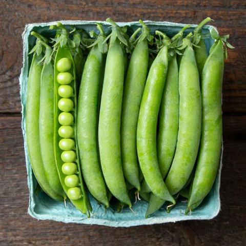 Pisa 595 shell pea, classic shelling peas