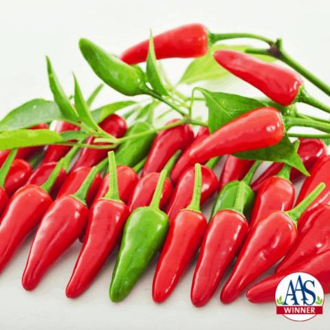 Capsicum Buffy, short narrow pointy peppers, most red and some green