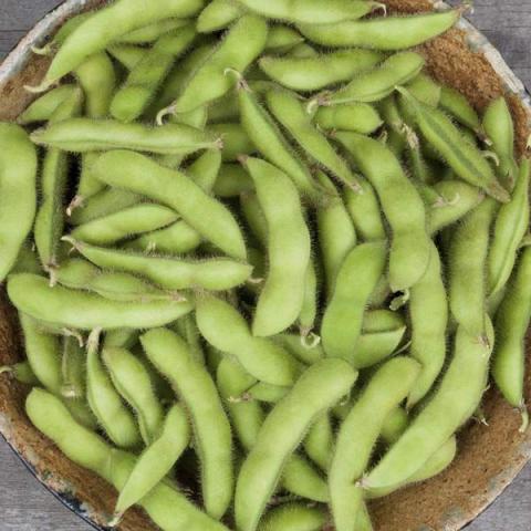 Chiba Green soybean edamame, green pods