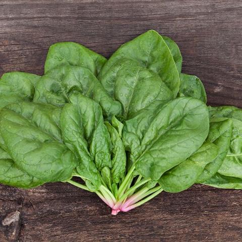 Butterfly spinach, green leaves picked as a whole plant