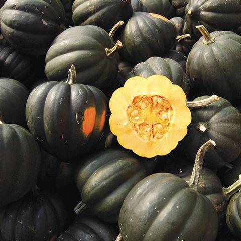 Sweet REBA acorn squash, ribbed dark green squash with orange interior