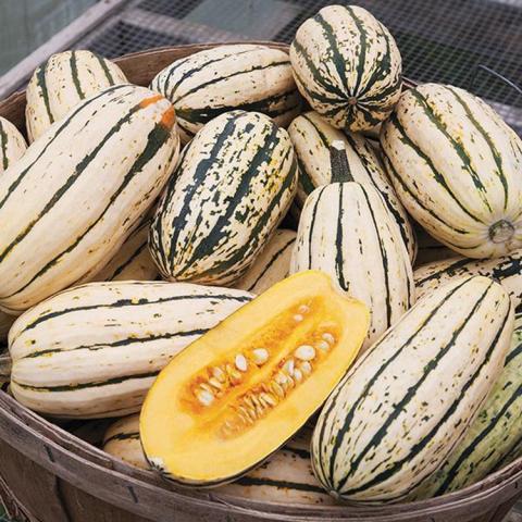 Delicata bush squash, cream skin with dark green stripes, yellow flesh