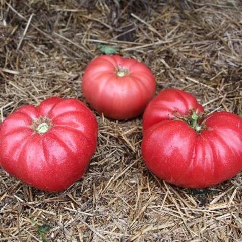 Tomato Council Bluffs, pinkish flattened beefsteaks