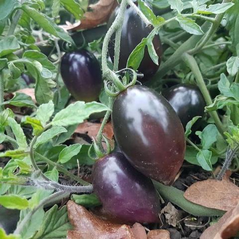 Midnight Roma tomato, long purple tomatoes