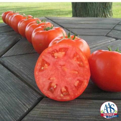 Mountain Merit tomato, pure red slicer