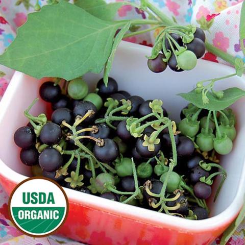 Solanum Wonderberry, black round berries in a bowl