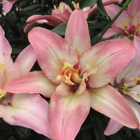Lilium Double Trouble, pink petals with a white double center with yellow touches