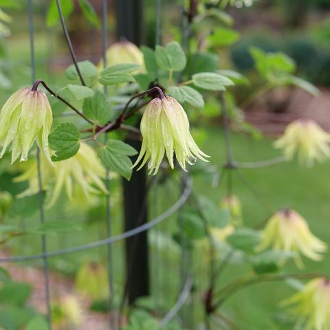 Clematis Funyella, down-facing light yellow bells with ragged pointed petals