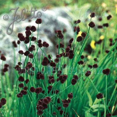 Juncus Flying Hedgehogs, dark brown seed heads above green grassy foliage