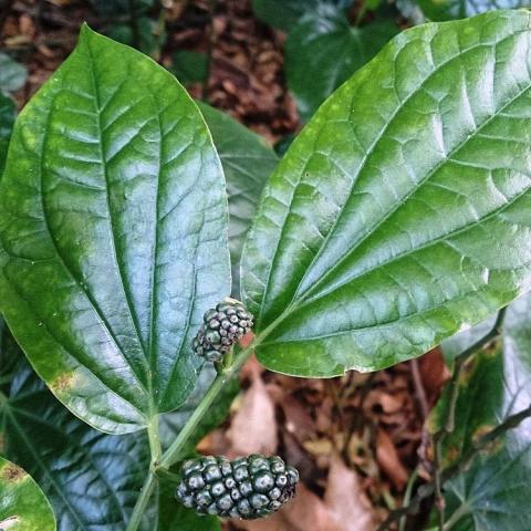 Piper sarmentosum, shiny green striated leaves