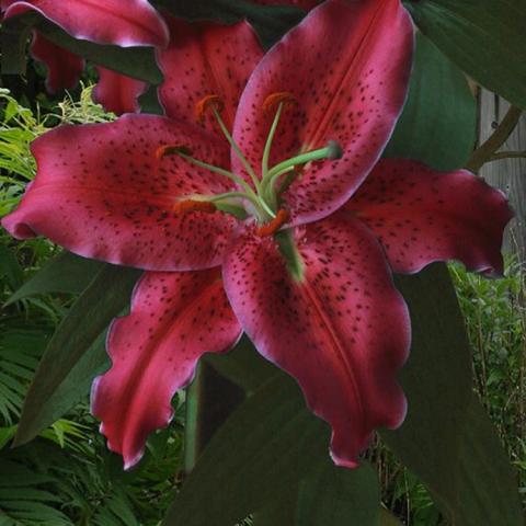 Lily Longfield Gardens Lily Collections, 40-count | Costco