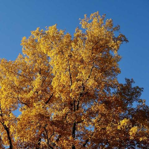 Carya cordiformis, large tree with yellow fall color