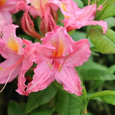 Rhododendron Sweet Reward Pink, star-shaped pink flower