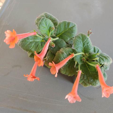 Sinningia High Voltage, African violet-like foliage and long tubular light orange flowers
