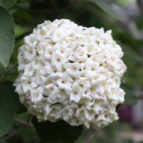 Viburnum Spice Cowboy, tight cluster of small white flowers in a ball