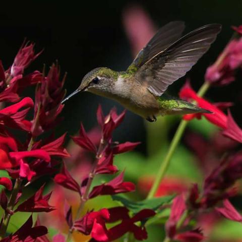 Salvia Roman Red, bright red flowers with a hummingbird approaching
