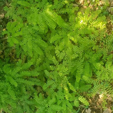 Adiantum pedatum, lace-like green fronds