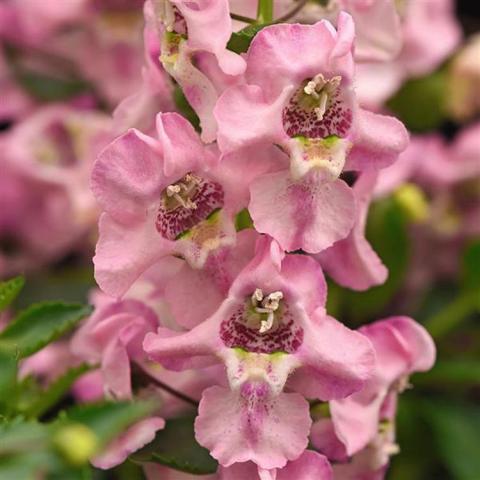 Angelonia Archangel Light Pink, open-throated, strangely shaped light pink flowers