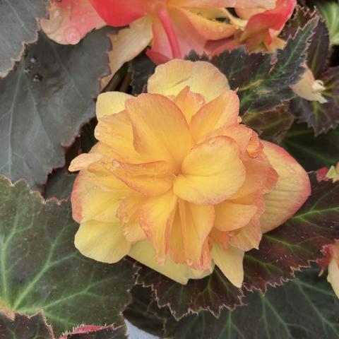 Begonia iCandy Sunset, light yellow to peach double flower