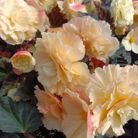 Begonia iCandy Vanilla Cream, creamy double flowers