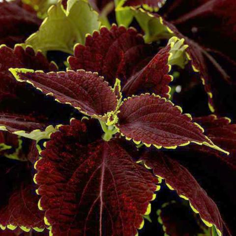 Coleus Mezmerize Chocolate Lime Edge, very dark red pointed leaves with tiny light green edge