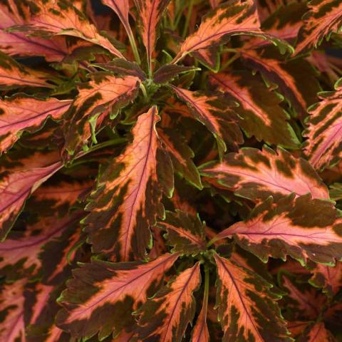 Coleus Premium Sun Coral Candy, long jagged-edge leaves, coral at center, brown near edge, green tips