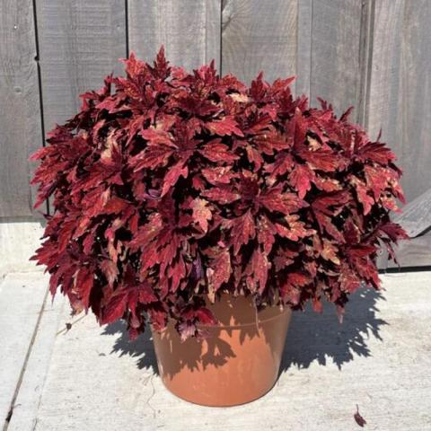 Coleus Terrascape Paprika