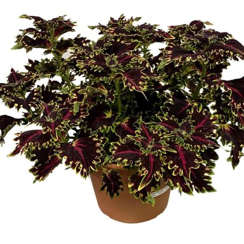 Coleus TerraScape Queen, wiggly edged dark red leaves with light green edges