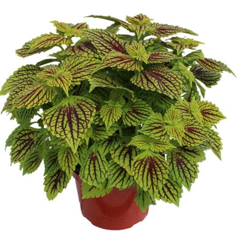 Coleus TerraScape Solar Fire