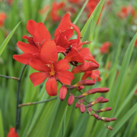 Crocosmia Diablito, spray of red simple flowers in a range of sizes